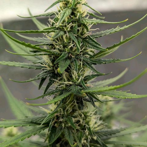 Pineapple Muffin Auto growlog timeline photo