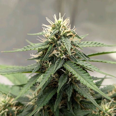 Blueberry Auto growlog timeline photo
