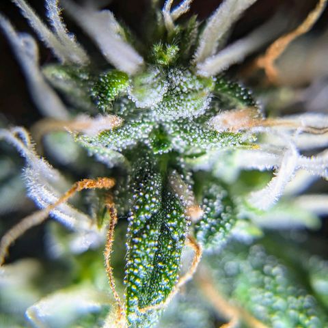 Blueberry Auto growlog timeline photo