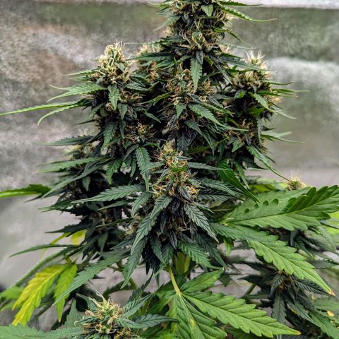 Blueberry Auto growlog timeline photo