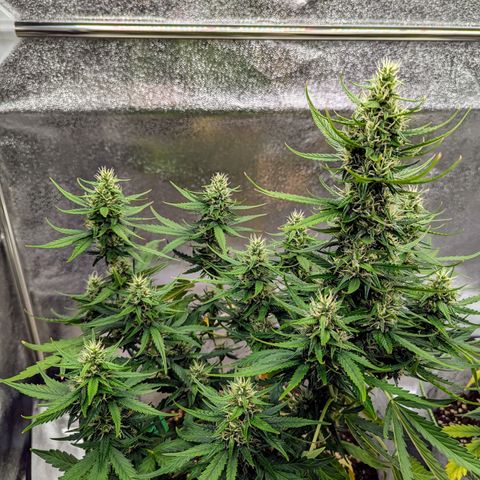 Pineapple Muffin Auto growlog timeline photo