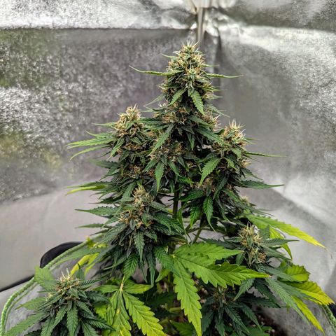 Blueberry Auto growlog timeline photo