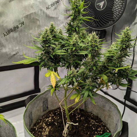 Pineapple Muffin Auto growlog timeline photo