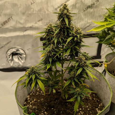 Blueberry Auto growlog timeline photo