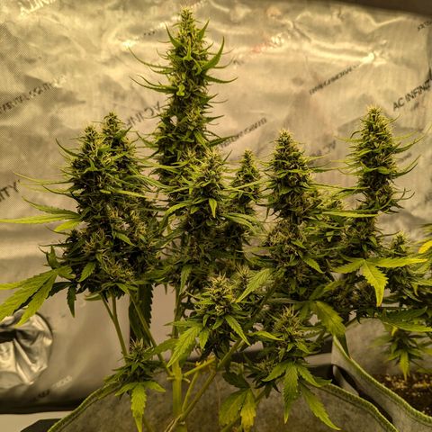 Pineapple Muffin Auto growlog timeline photo