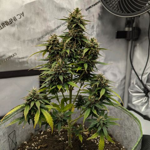Blueberry Auto growlog timeline photo