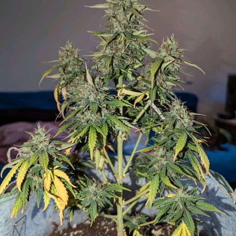 Blueberry Auto growlog timeline photo