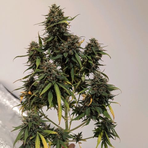 Blueberry Auto growlog timeline photo