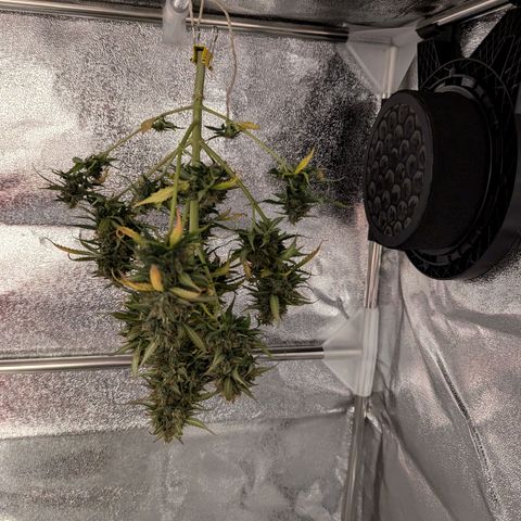 Blueberry Auto growlog timeline photo