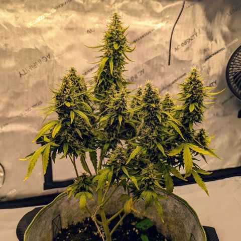 Pineapple Muffin Auto growlog timeline photo