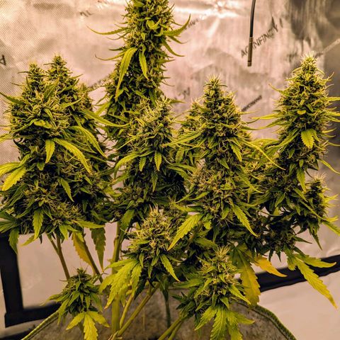 Pineapple Muffin Auto growlog timeline photo