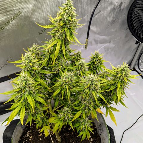 Pineapple Muffin Auto growlog timeline photo