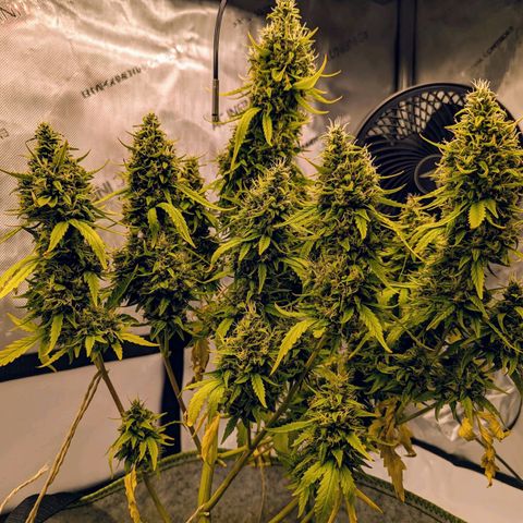 Pineapple Muffin Auto growlog timeline photo
