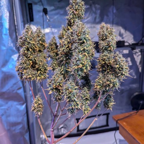 Pineapple Muffin Auto growlog timeline photo