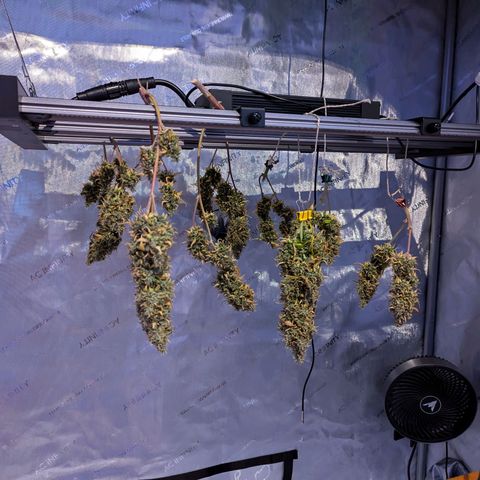 Pineapple Muffin Auto growlog timeline photo