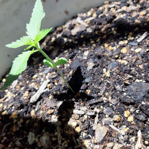 Assorted auto buddha seed  growlog timeline photo