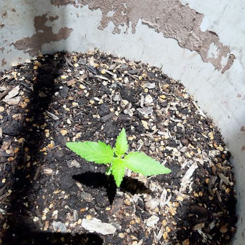 Assorted auto buddha seed  growlog timeline photo