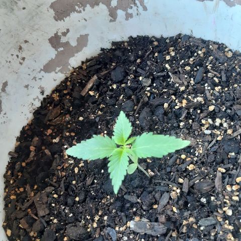 Assorted auto buddha seed  growlog timeline photo