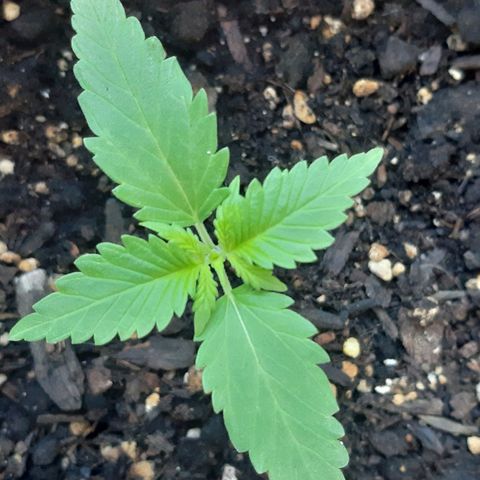 Assorted auto buddha seed  growlog timeline photo