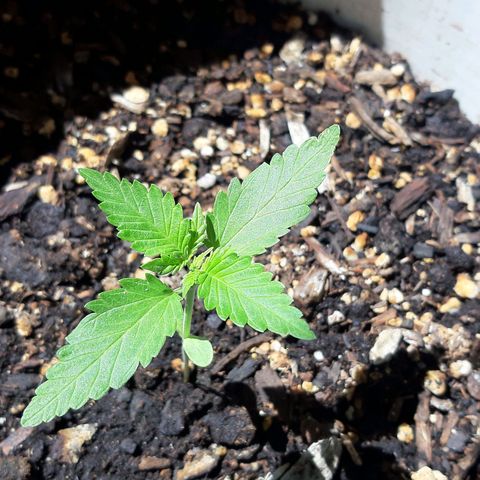 Assorted auto buddha seed  growlog timeline photo