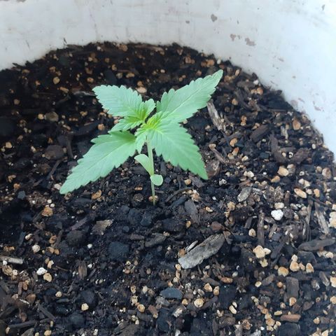 Assorted auto buddha seed  growlog timeline photo