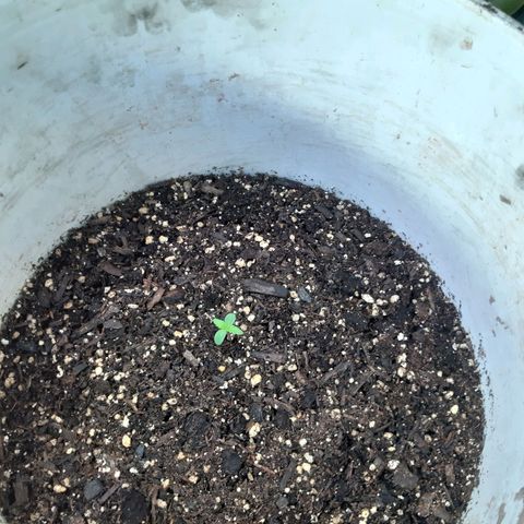 Assorted auto buddha seed  growlog timeline photo