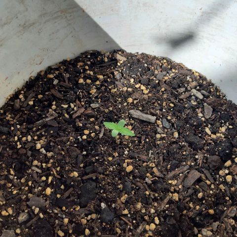Assorted auto buddha seed  growlog timeline photo