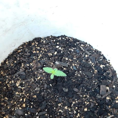 Assorted auto buddha seed  growlog timeline photo