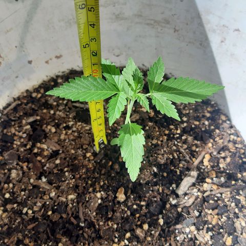 Assorted auto buddha seed  growlog timeline photo