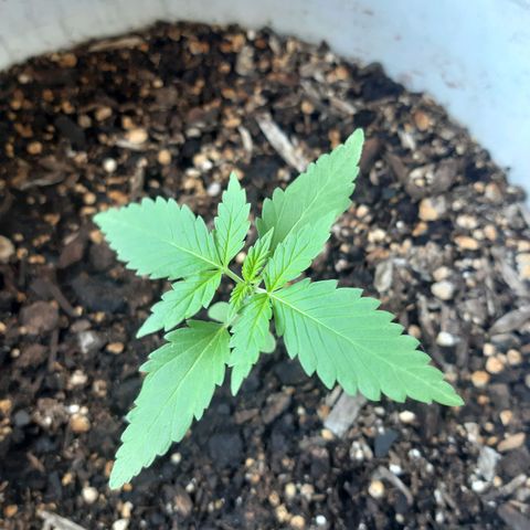 Assorted auto buddha seed  growlog timeline photo