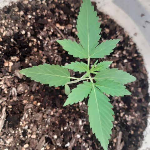 Assorted auto buddha seed  growlog timeline photo