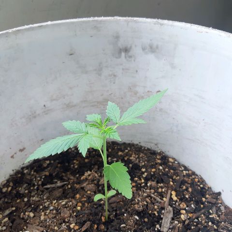 Assorted auto buddha seed  growlog timeline photo
