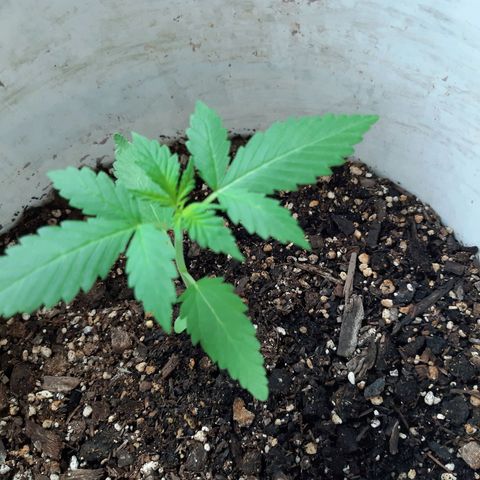 Assorted auto buddha seed  growlog timeline photo