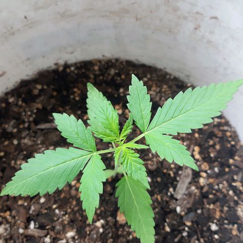 Assorted auto buddha seed  growlog timeline photo