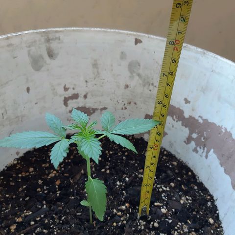 Assorted auto buddha seed  growlog timeline photo