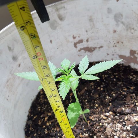 Assorted auto buddha seed  growlog timeline photo