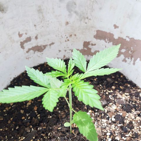 Assorted auto buddha seed  growlog timeline photo