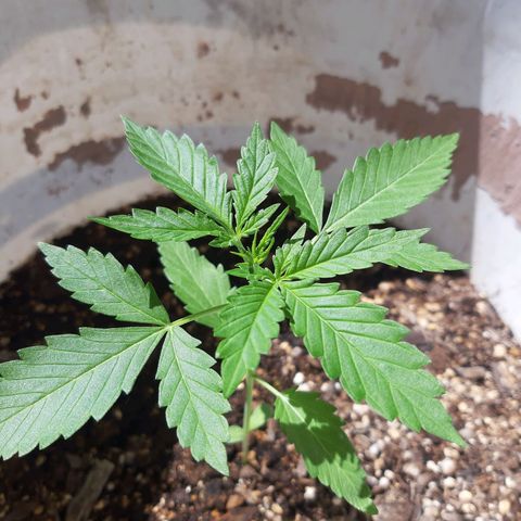 Assorted auto buddha seed  growlog timeline photo