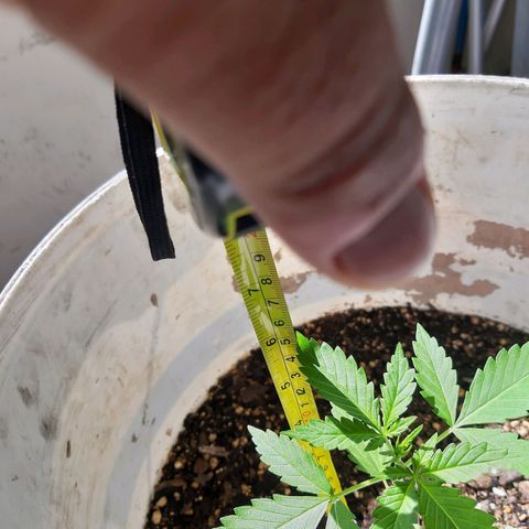 Assorted auto buddha seed  growlog timeline photo
