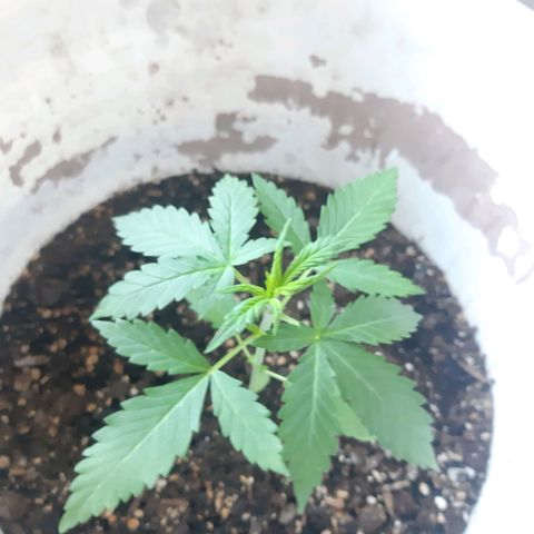 Assorted auto buddha seed  growlog timeline photo