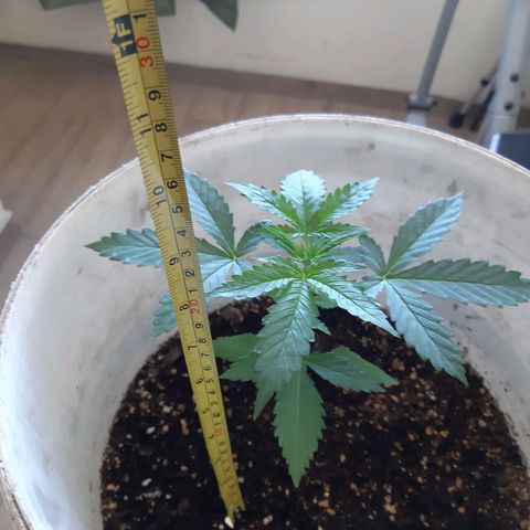 Assorted auto buddha seed  growlog timeline photo