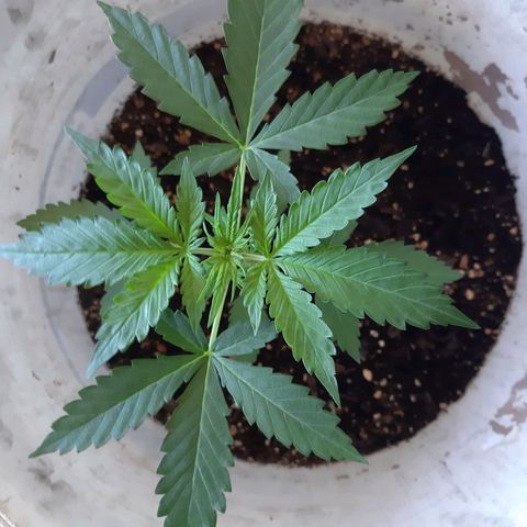 Assorted auto buddha seed  growlog timeline photo