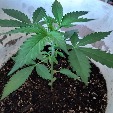 Assorted auto buddha seed  growlog timeline photo