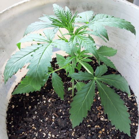 Assorted auto buddha seed  growlog timeline photo