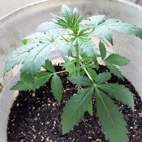 Assorted auto buddha seed  growlog timeline photo