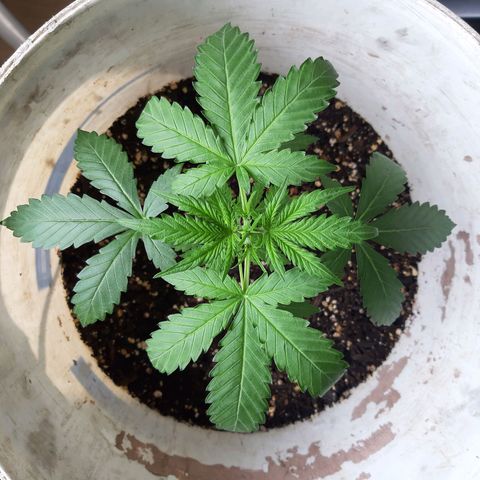 Assorted auto buddha seed  growlog timeline photo