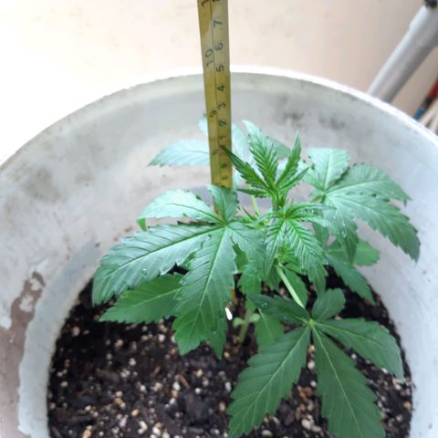 Assorted auto buddha seed  growlog timeline photo