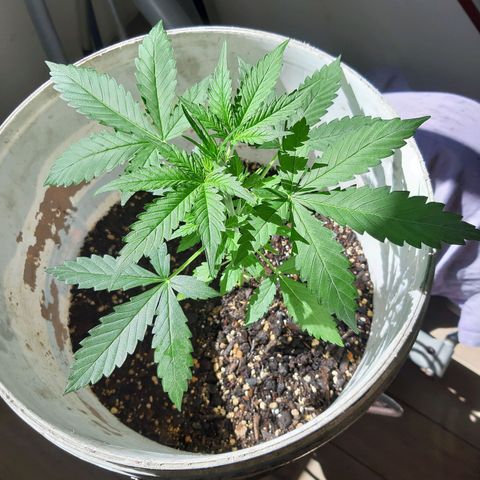 Assorted auto buddha seed  growlog timeline photo