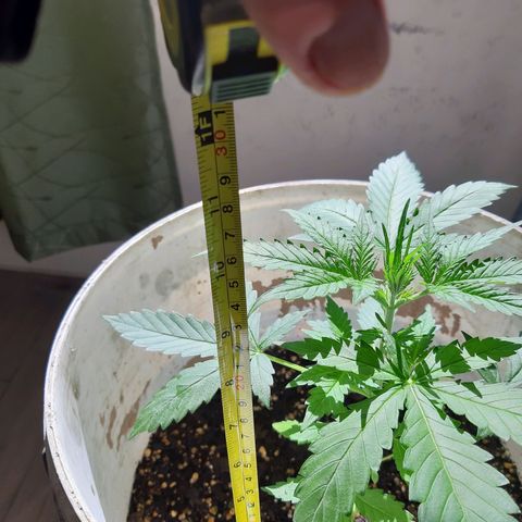 Assorted auto buddha seed  growlog timeline photo