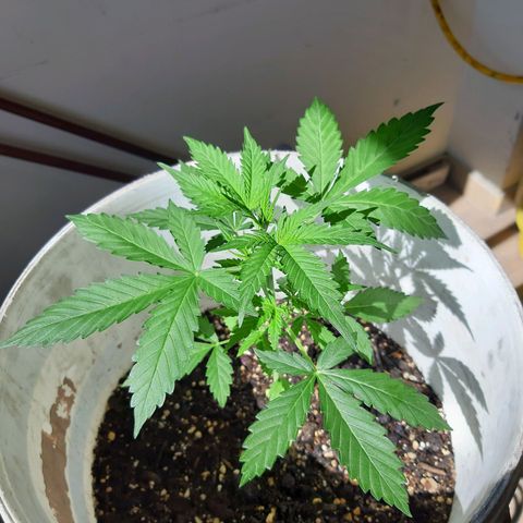 Assorted auto buddha seed  growlog timeline photo